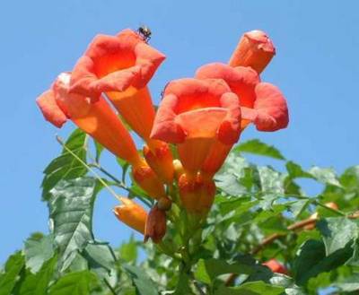 CAMPSIS FLAMENCO